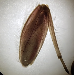 Ecdyonurus venosus