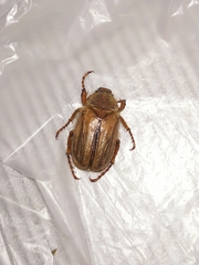 Amphimallon solstitiale