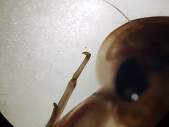 Ecdyonurus venosus