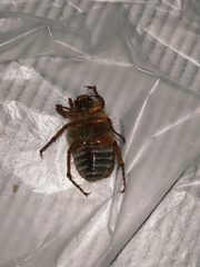 Amphimallon solstitiale