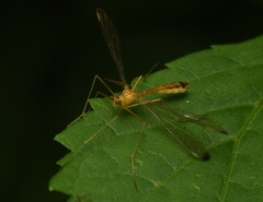 Hylobittacus apicalis