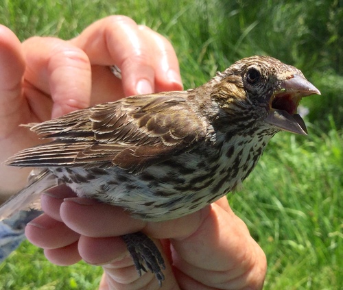 iNaturalist observation photo of Cassin's Finch