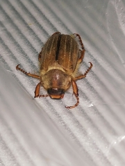 Amphimallon solstitiale