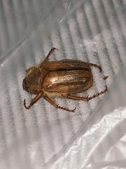 Amphimallon solstitiale