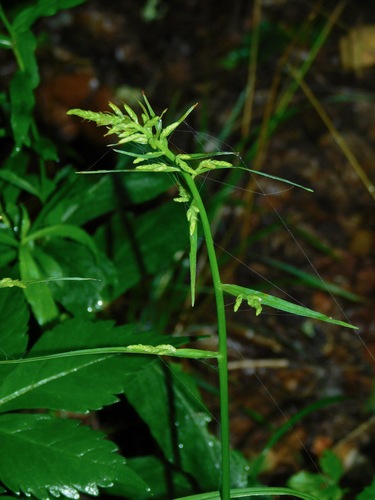 Image of Melanthium virginicum by (c) Michael J. Papay, some rights reserved (CC BY)