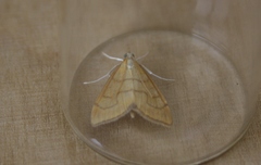 Anania crocealis