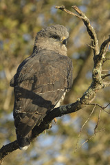 Circaetus fasciolatus