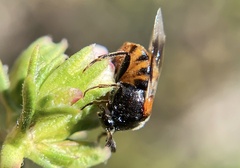 Ripiphorus mutchleri