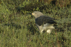 Circaetus fasciolatus