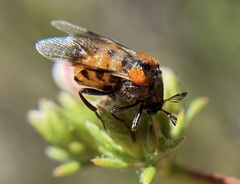 Ripiphorus mutchleri