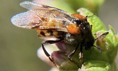 Ripiphorus mutchleri