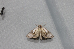 Chrysanympha formosa