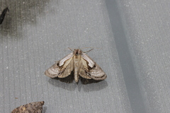 Chrysanympha formosa