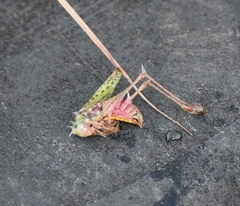 Decticus verrucivorus