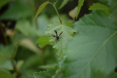Physocephala furcillata
