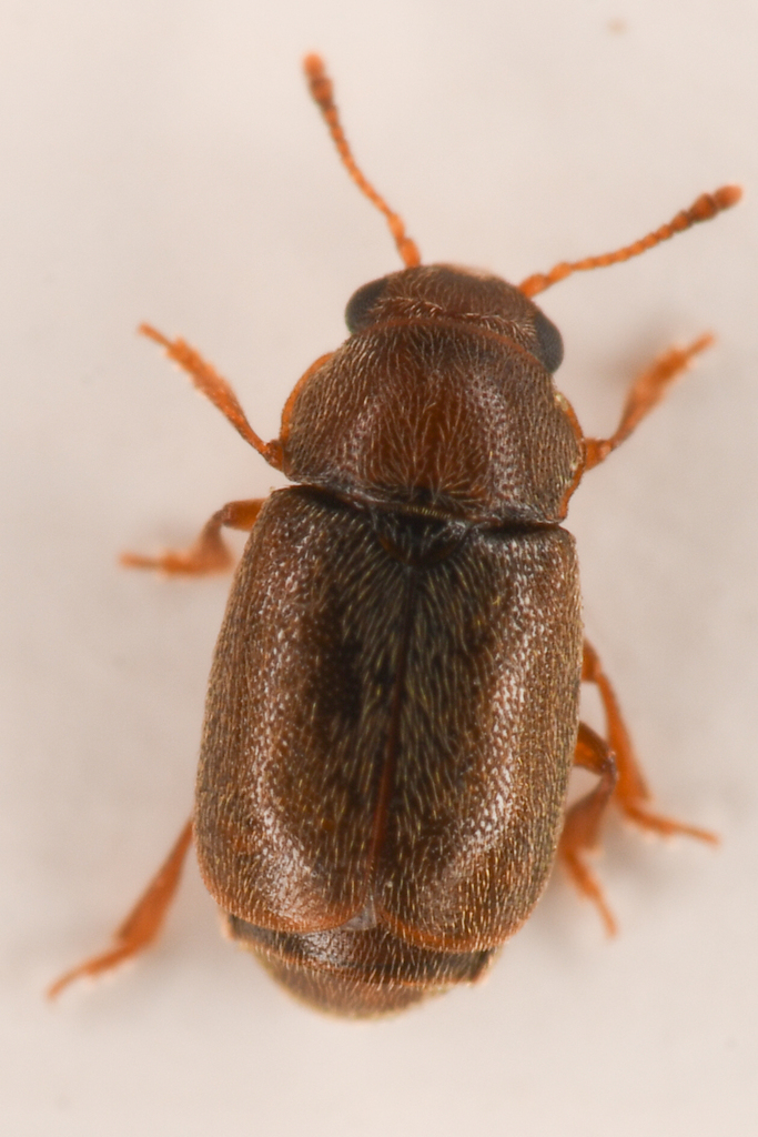 Heterhelus pennatus