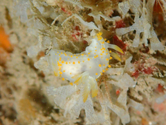 Crimora papillata