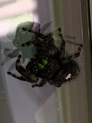 Phidippus audax