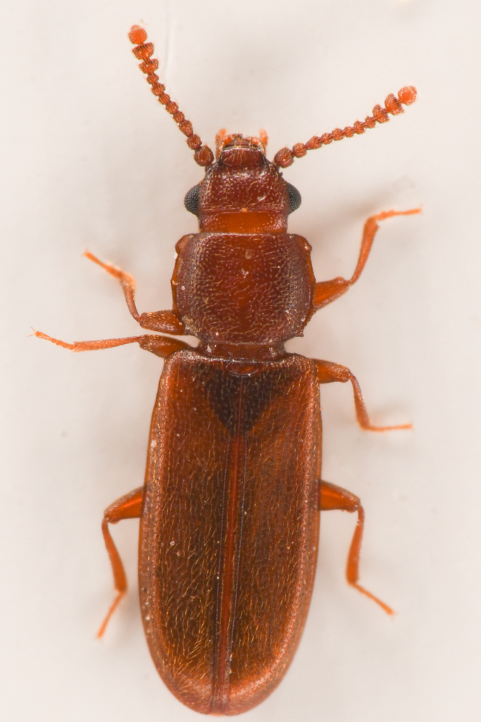 Pediacus hesperoglaber