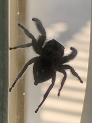 Phidippus audax