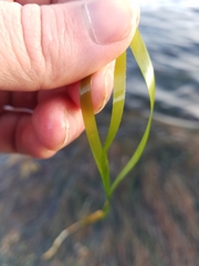 Phyllospadix serrulatus
