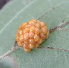 Monocesta coryli