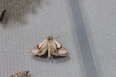 Chrysanympha formosa