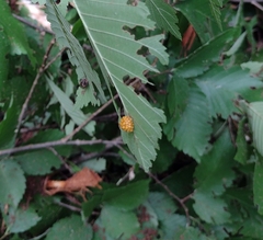 Monocesta coryli