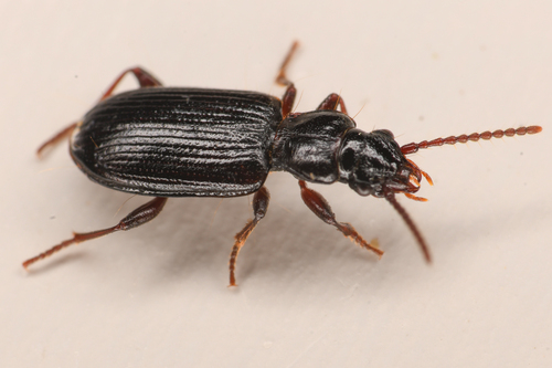 Psydrus piceus