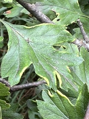 Phyllocoptes goniothorax