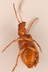 Syneta hamata