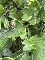 Phyllocoptes goniothorax