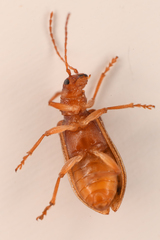Syneta hamata