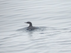 Synthliboramphus craveri