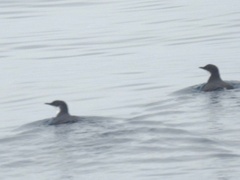 Synthliboramphus craveri