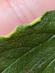 Phyllocoptes goniothorax