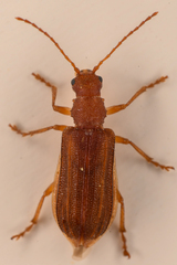 Syneta hamata