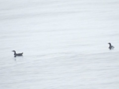 Synthliboramphus craveri