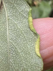 Phyllocoptes goniothorax