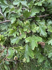 Phyllocoptes goniothorax