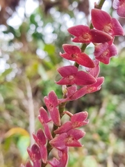 Stelis gigantea