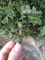 Asplenium trichomanes