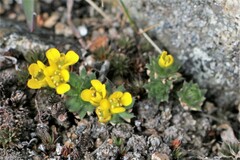 Draba globosa