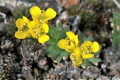 Draba globosa
