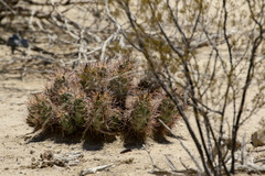 Coryphantha macromeris