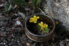 Draba globosa