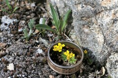 Draba globosa