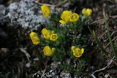 Draba globosa