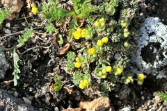 Draba globosa