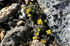 Draba globosa